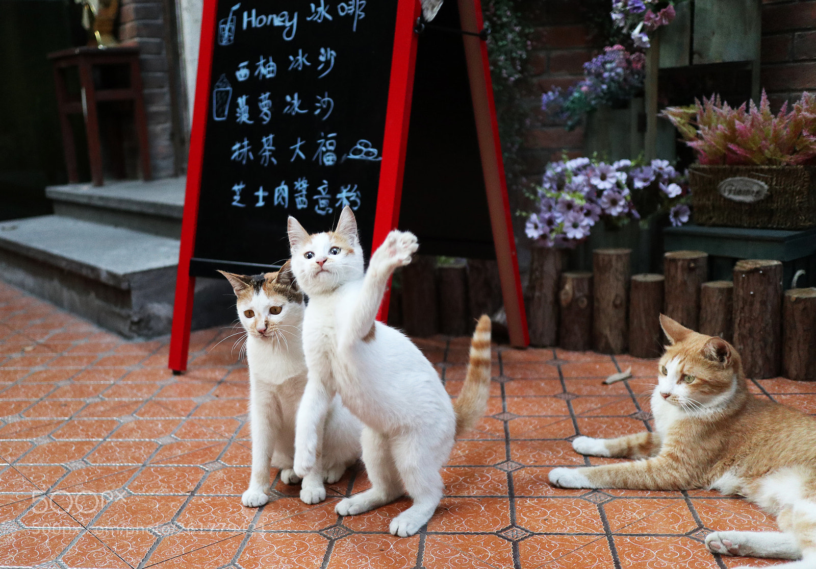 Canon EOS M100 sample photo. Img photography
