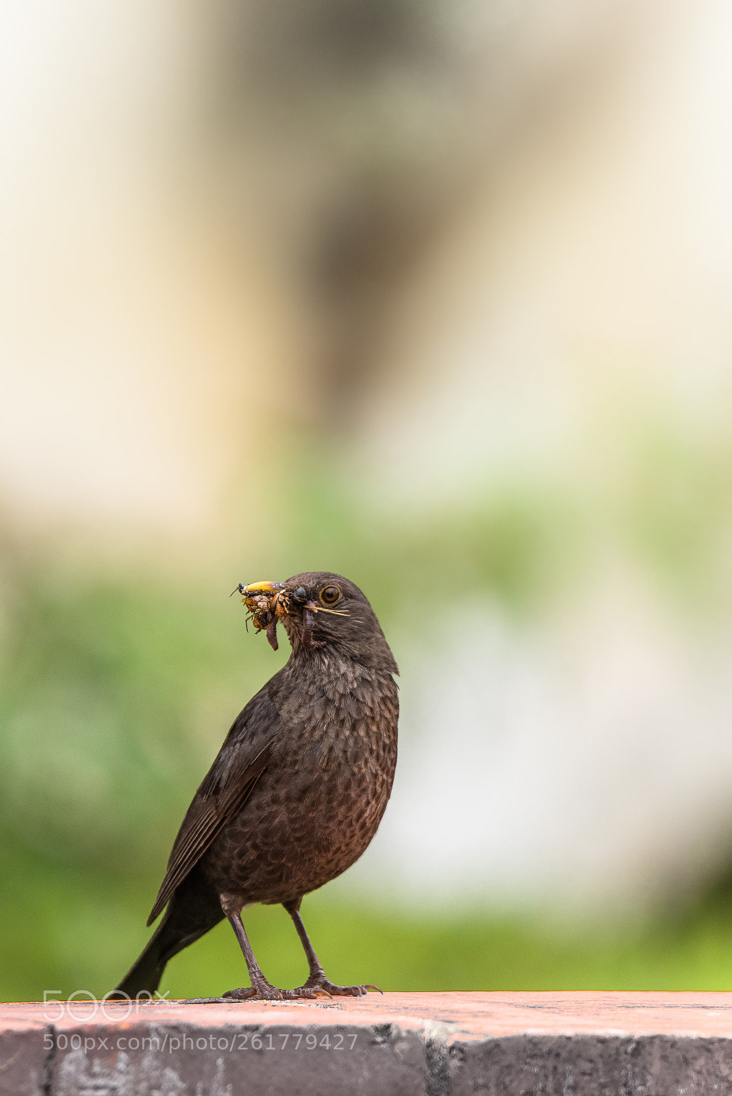 Nikon D750 sample photo. Refeição photography