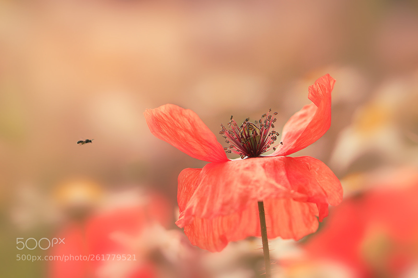 Canon EOS 80D sample photo. Poppy photography