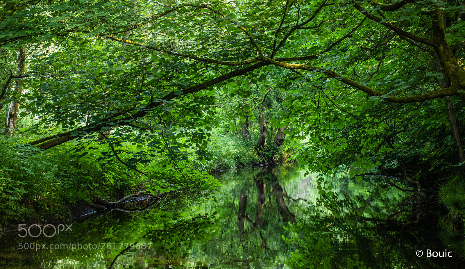 Leica CL sample photo. 3 tree reflection photography