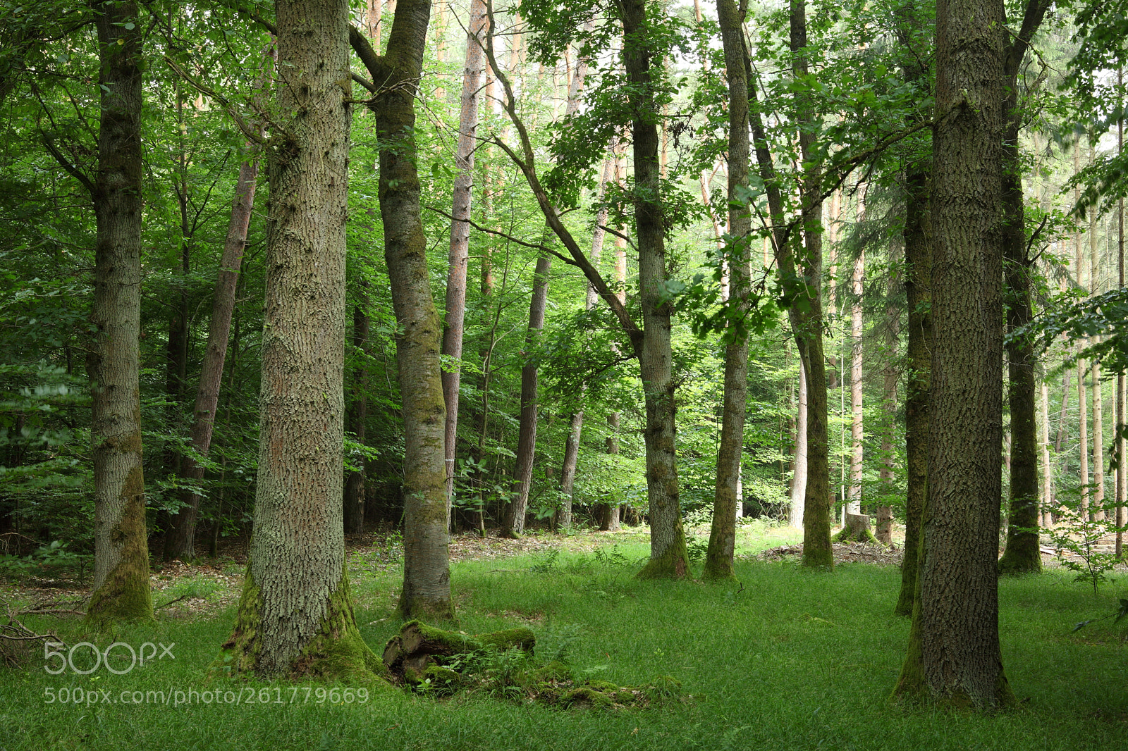 Canon EOS 5D Mark II sample photo. Forest photography