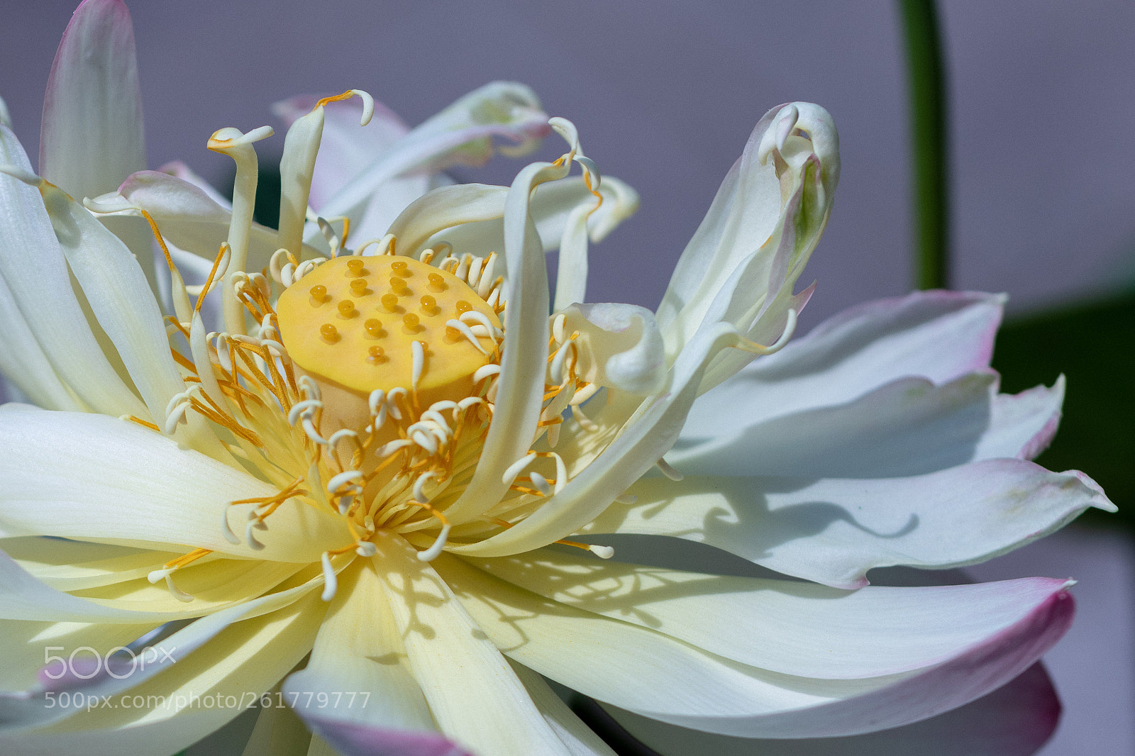 Canon EOS 77D (EOS 9000D / EOS 770D) sample photo. Flowering nelumbo nucifera photography
