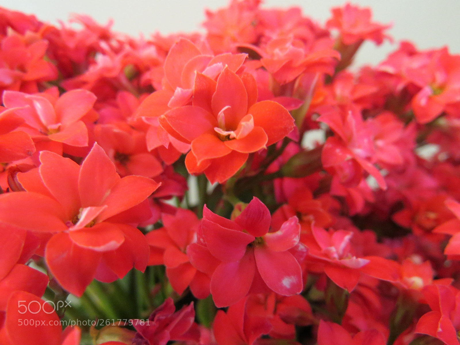 Canon PowerShot SX50 HS sample photo. Flower photography