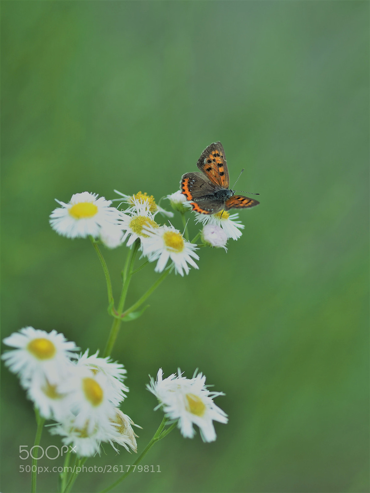 Olympus OM-D E-M5 sample photo. Butterfly photography
