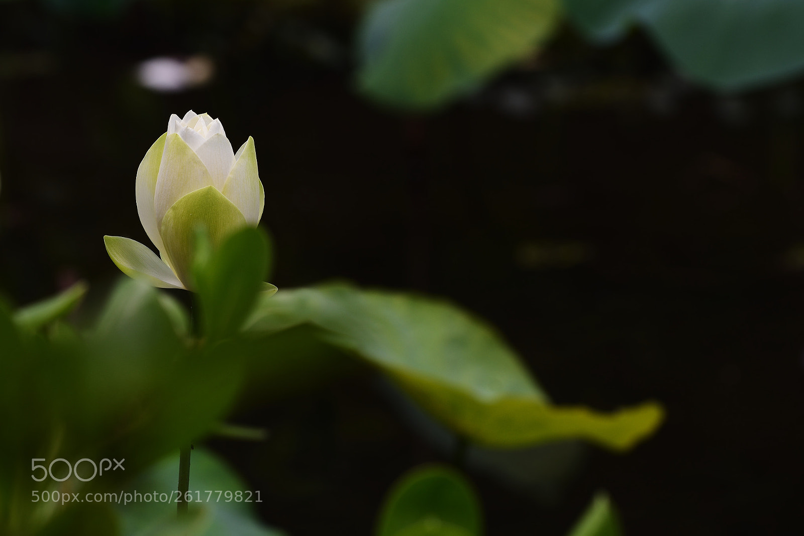 Nikon D7200 + Nikon AF-S Nikkor 300mm F4D ED-IF sample photo. Lotus blooming photography