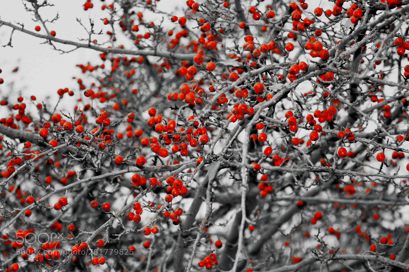 Canon EOS 80D sample photo. ... photography