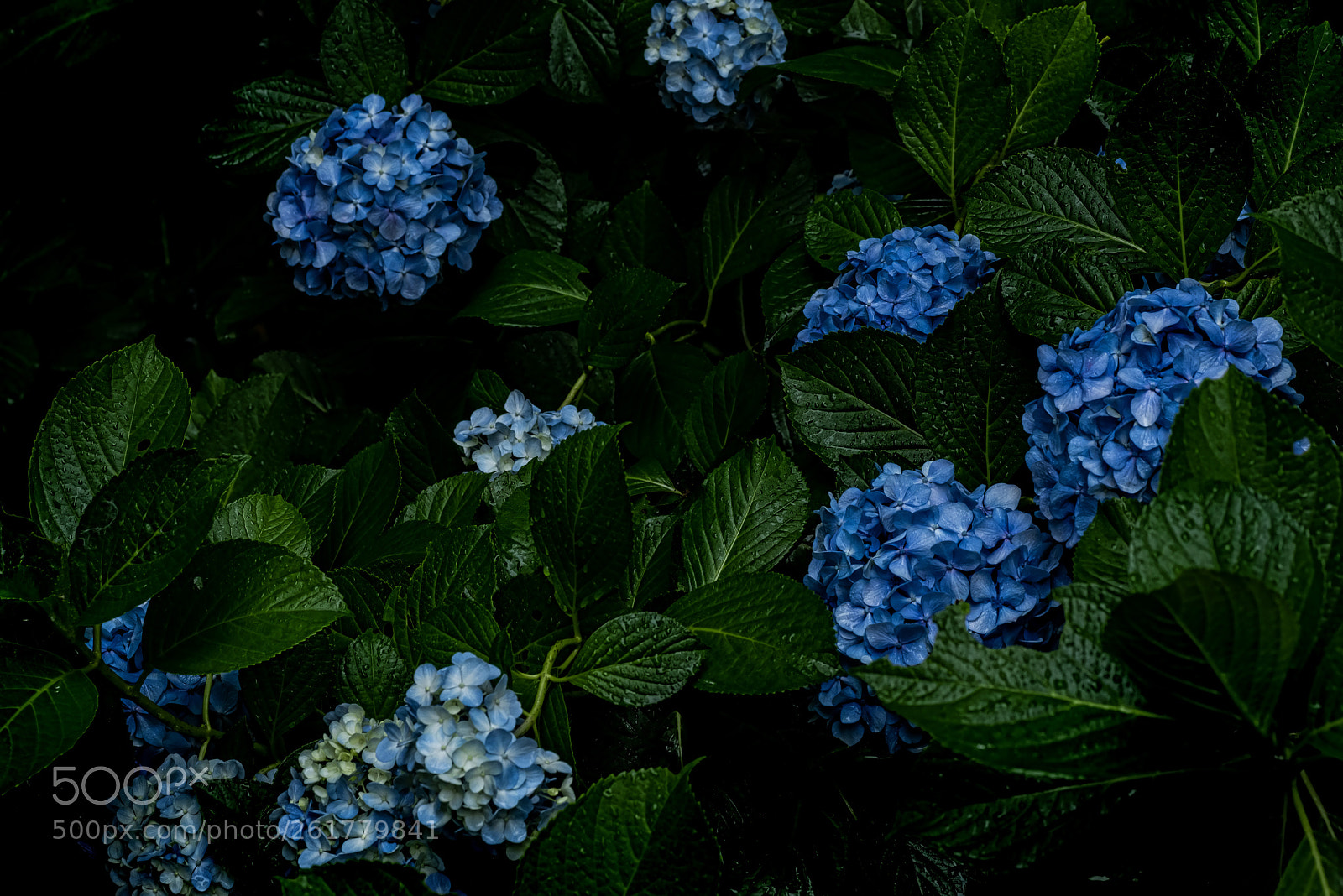 Nikon D810 sample photo. Poisonous?? photography