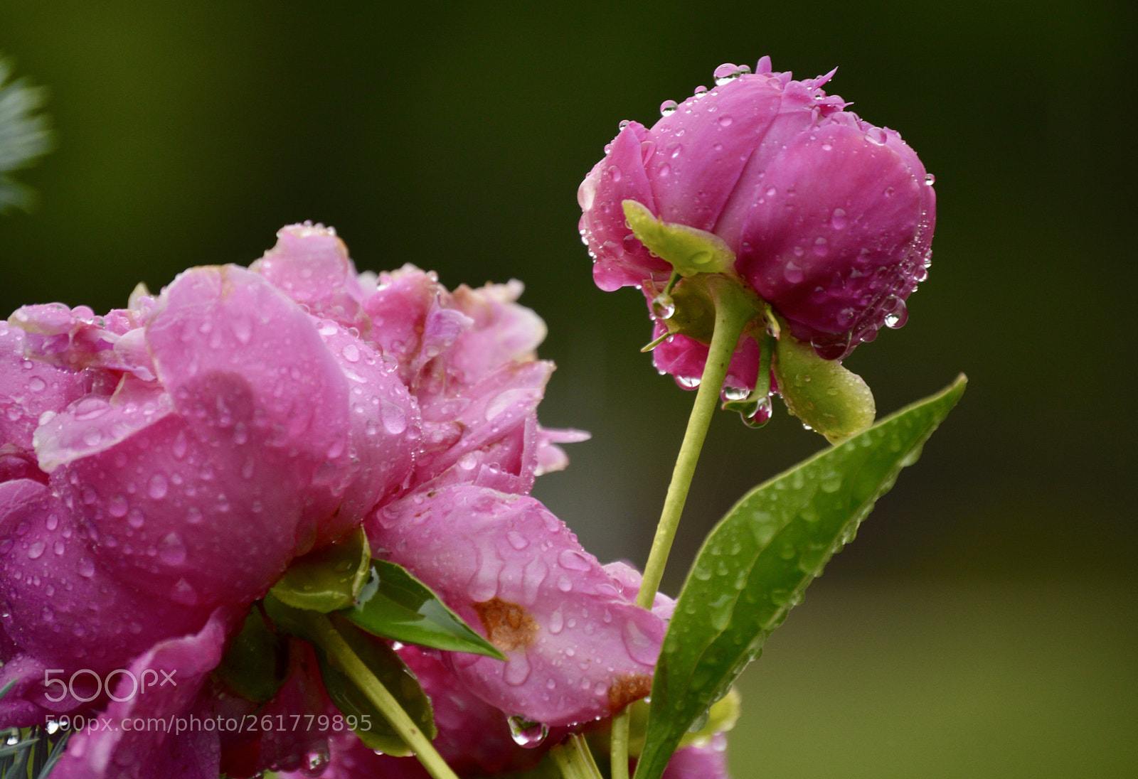 Nikon D3200 sample photo. Peonies photography