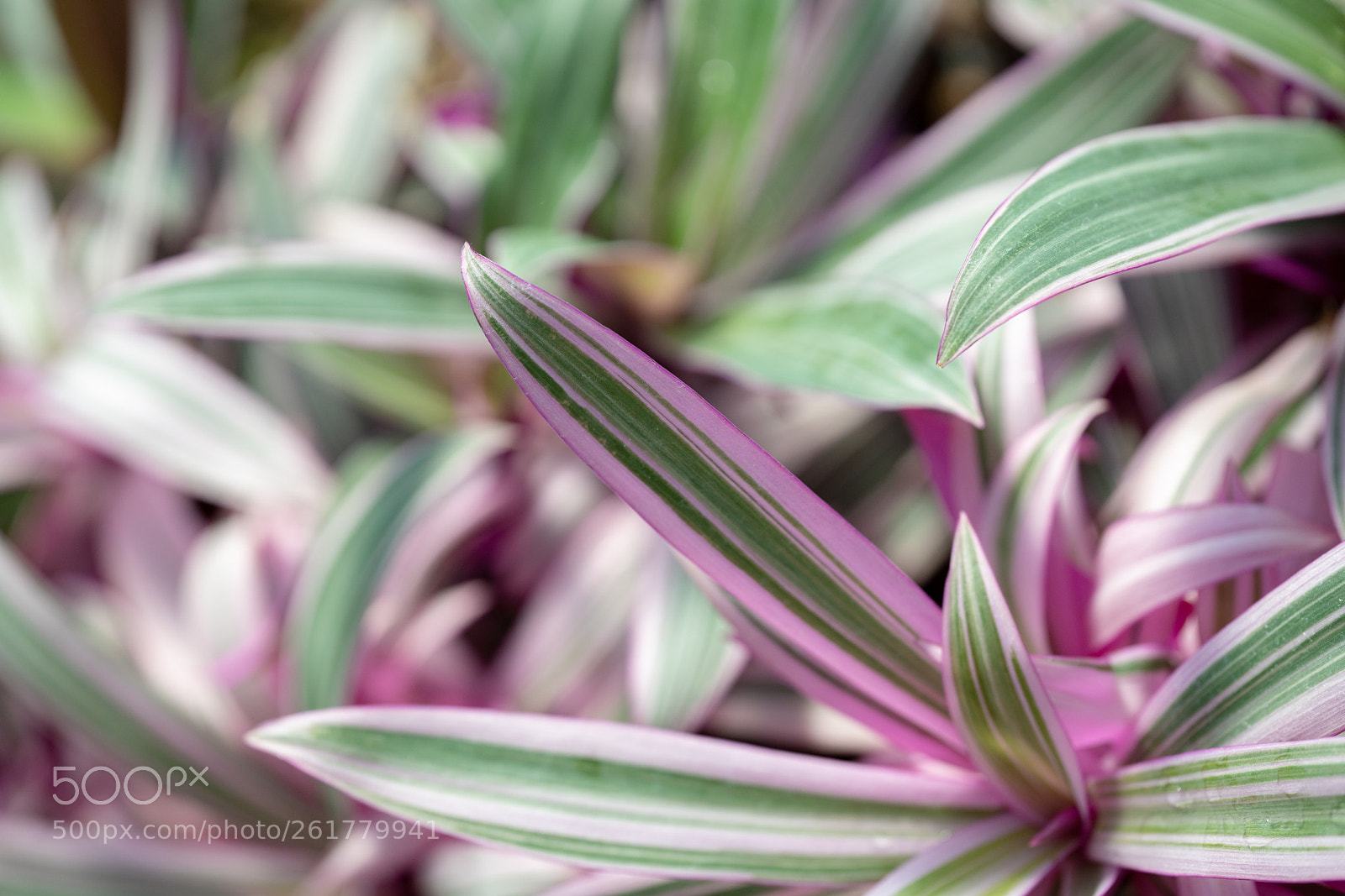 Sony a7R II sample photo. Leaf - macro photography
