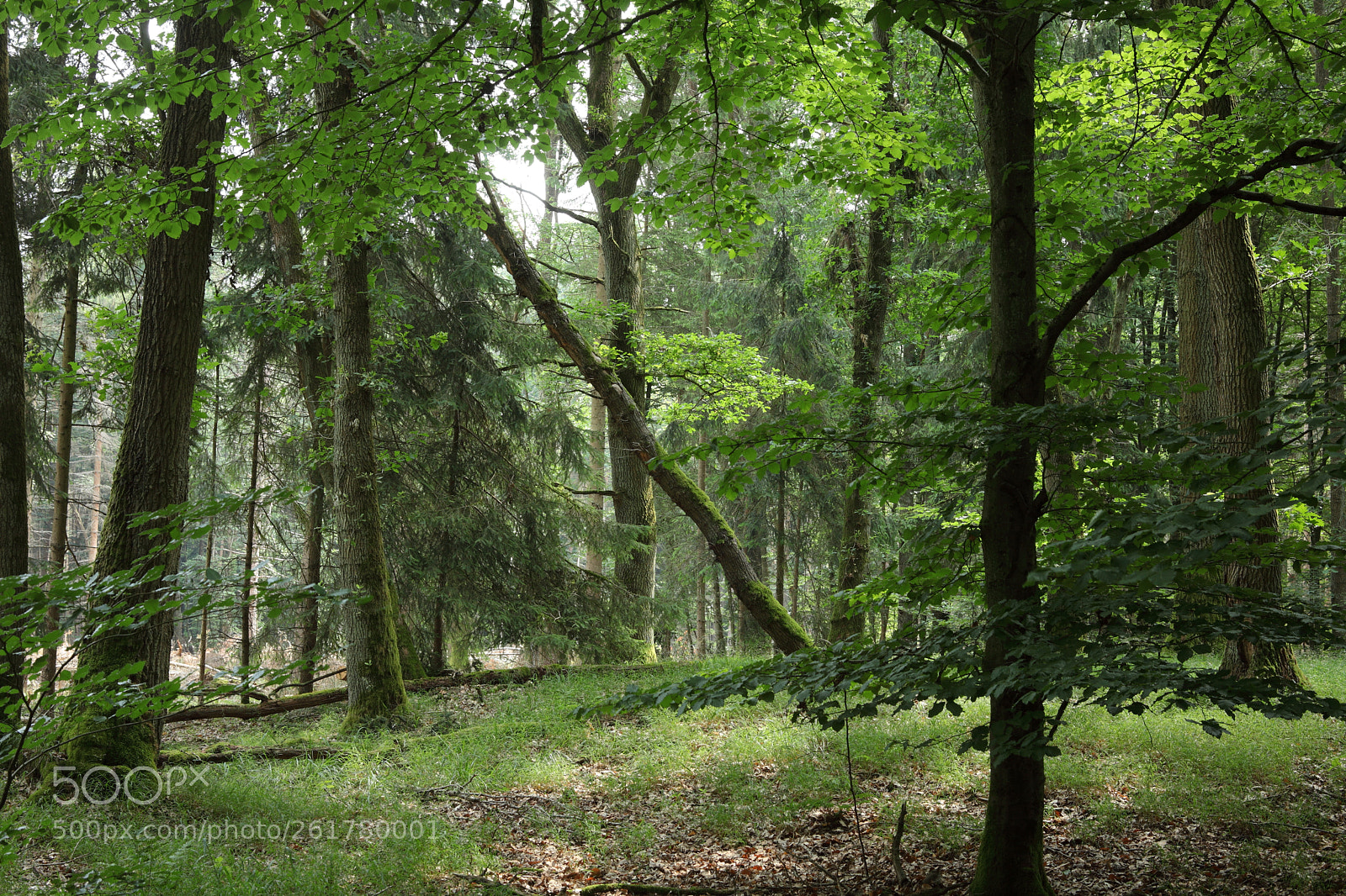 Canon EF 28-80mm f/3.5-5.6 sample photo. The hill photography