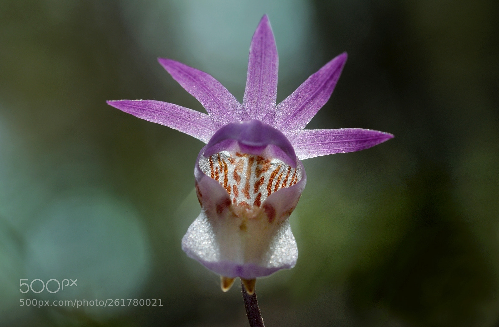 Sigma 105mm F2.8 EX DG OS HSM sample photo. Norna photography