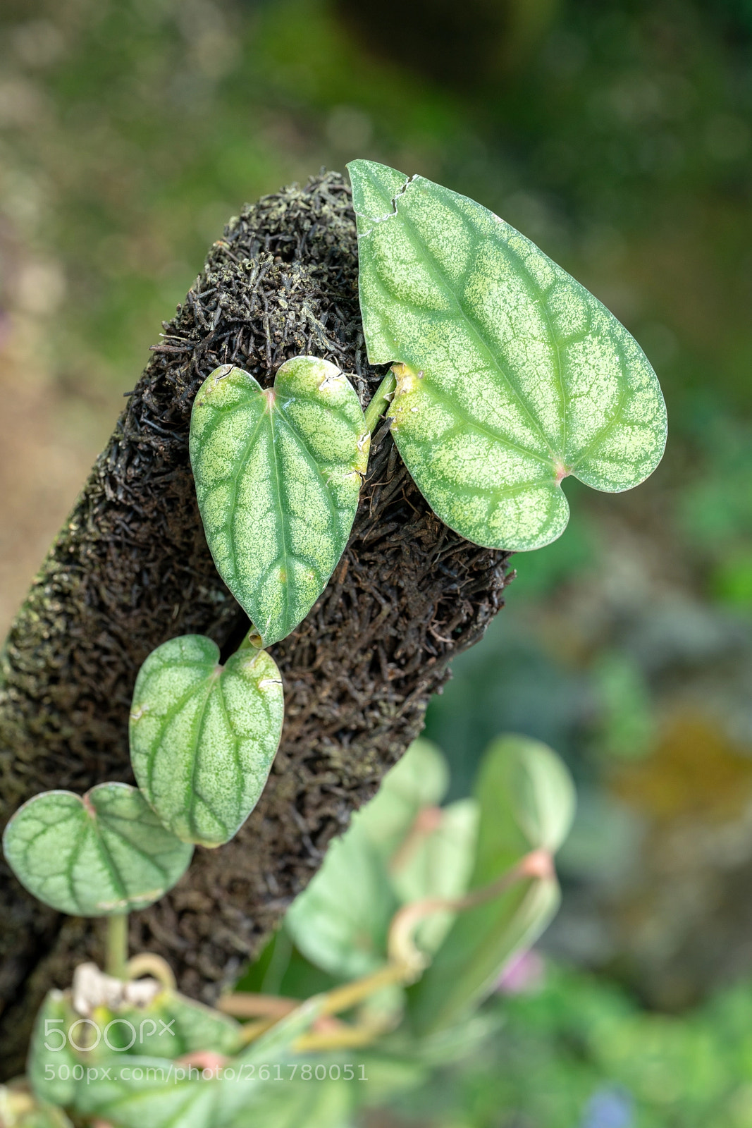 Sony a7R II sample photo. Leaf - macro photography