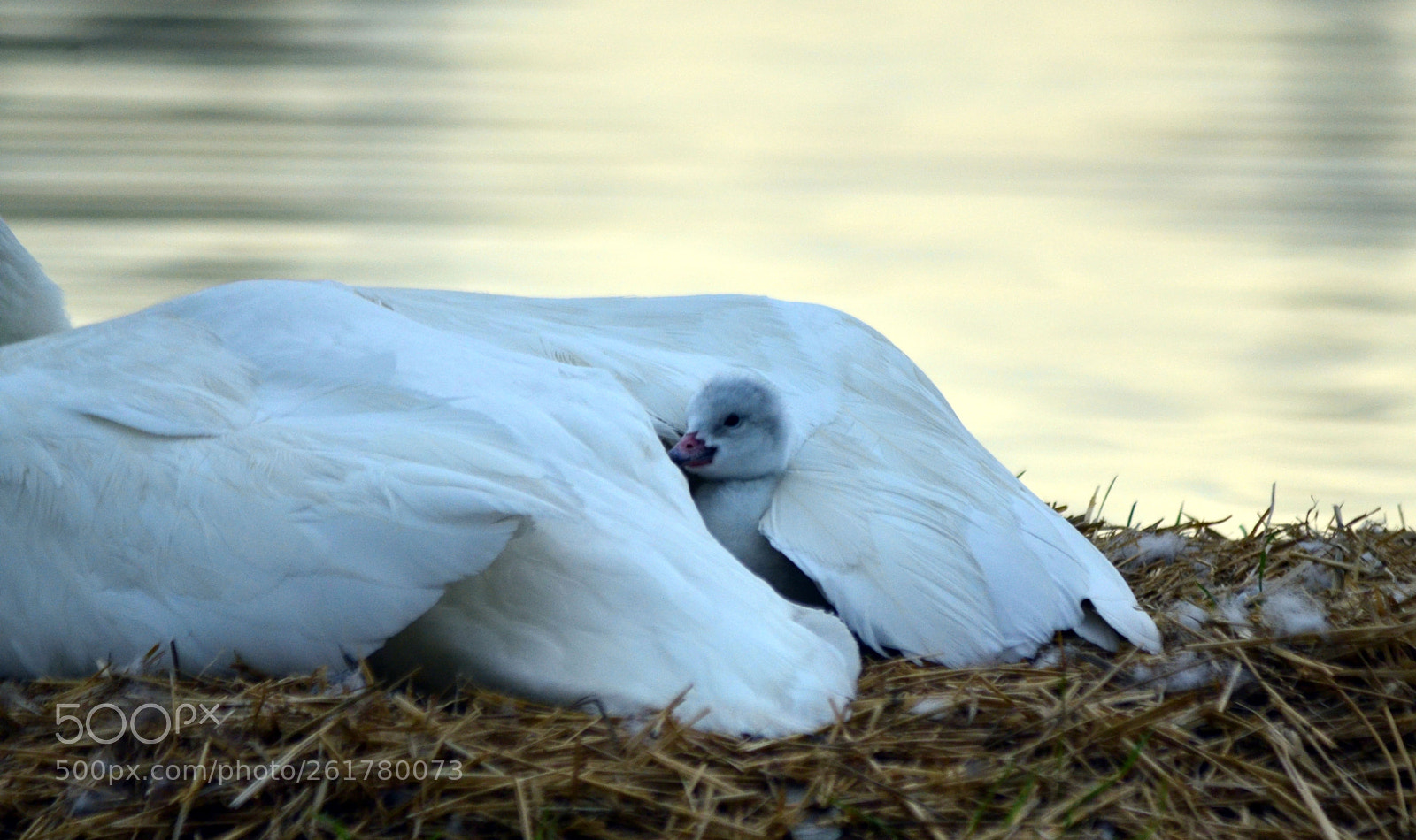 Nikon D7000 sample photo. Trumpeter swan photography