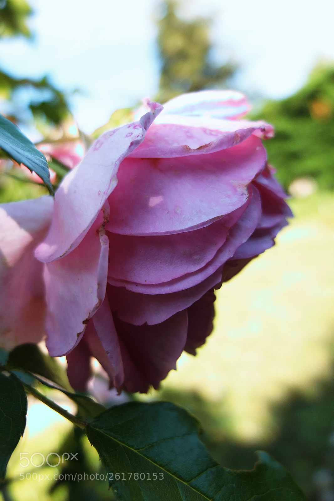 Fujifilm X10 sample photo. Rose photography