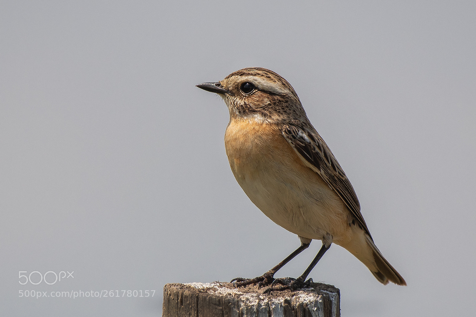 Nikon D500 sample photo. Whinchat ♀ (saxicola rubetra) photography