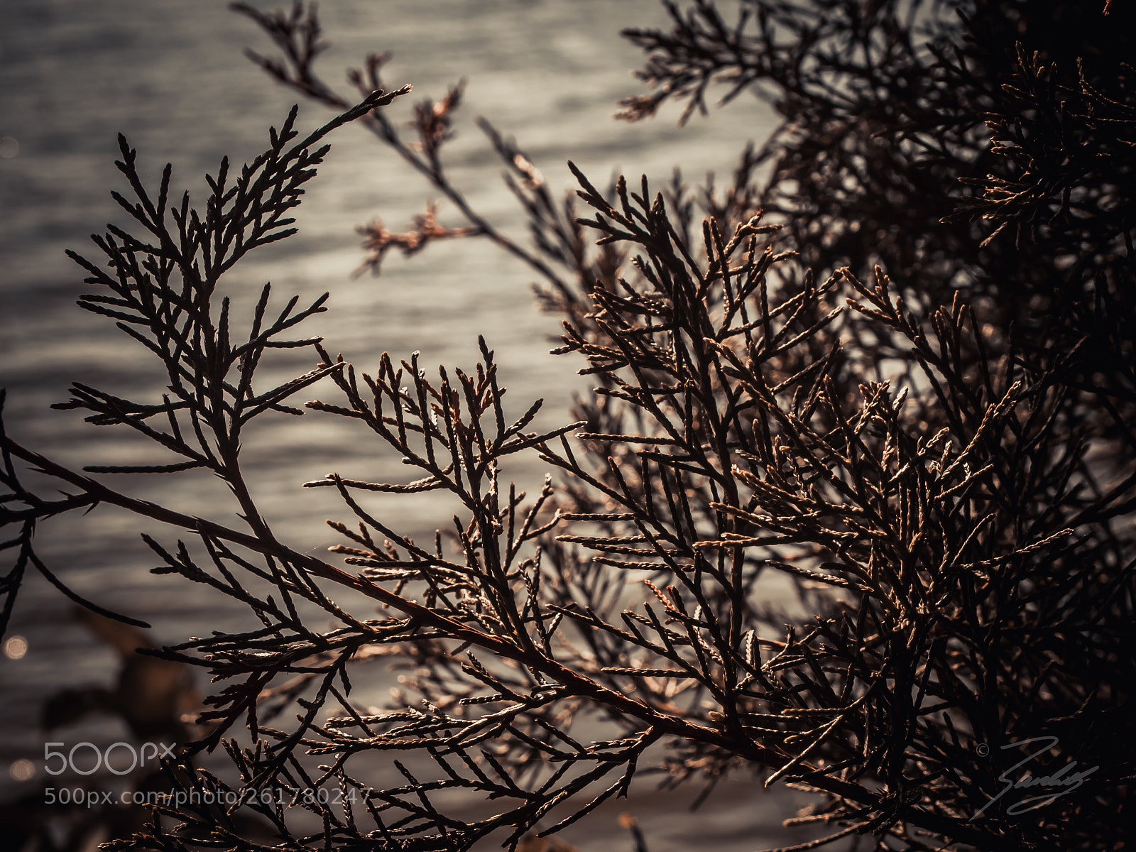 Olympus PEN E-PL1 sample photo. Nature strength photography