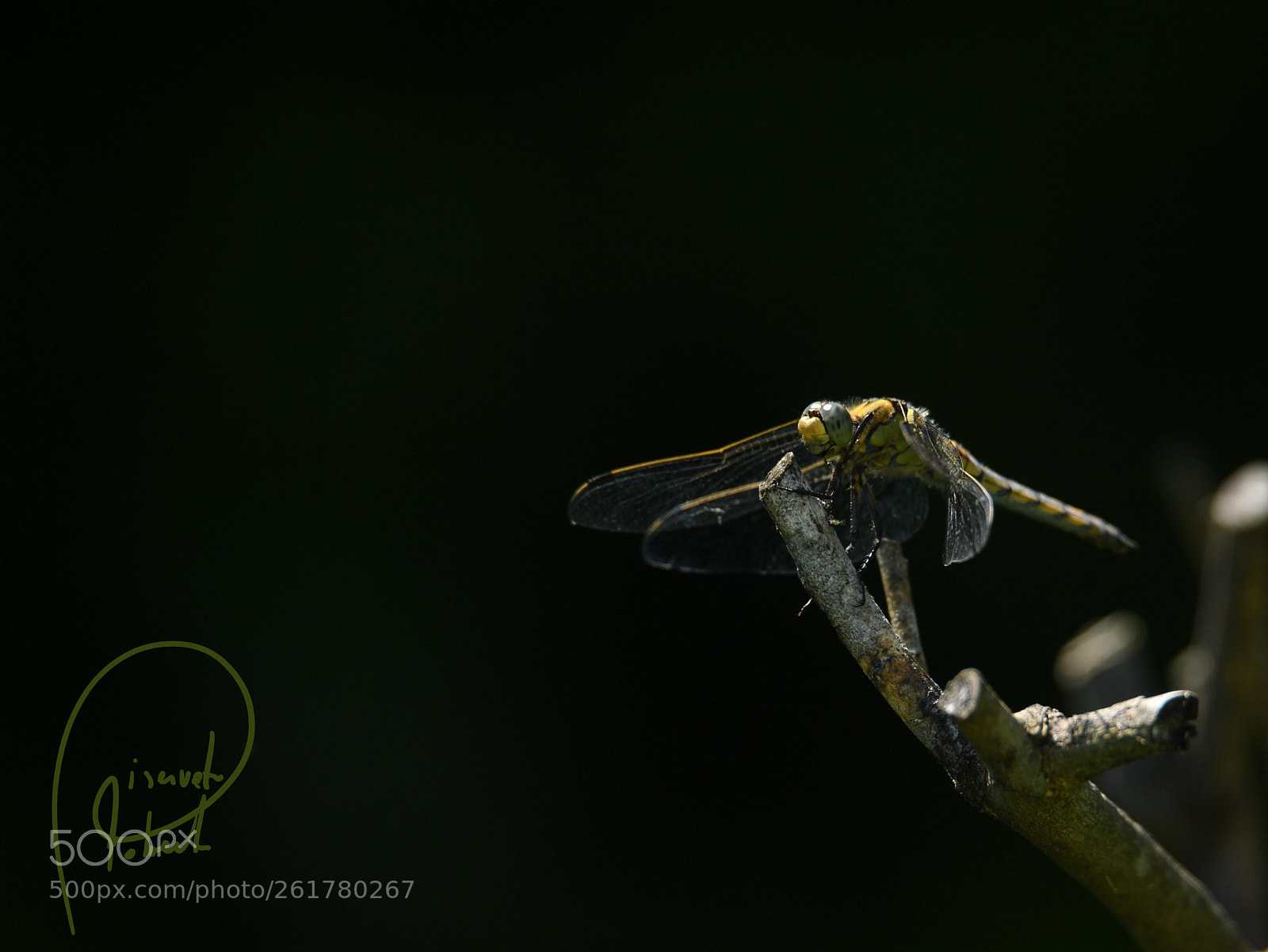 Nikon D5 sample photo. Dragonfly photography