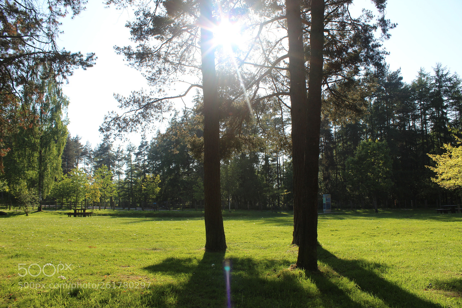 Canon EOS 1300D (EOS Rebel T6 / EOS Kiss X80) sample photo. Trees with back-light photography