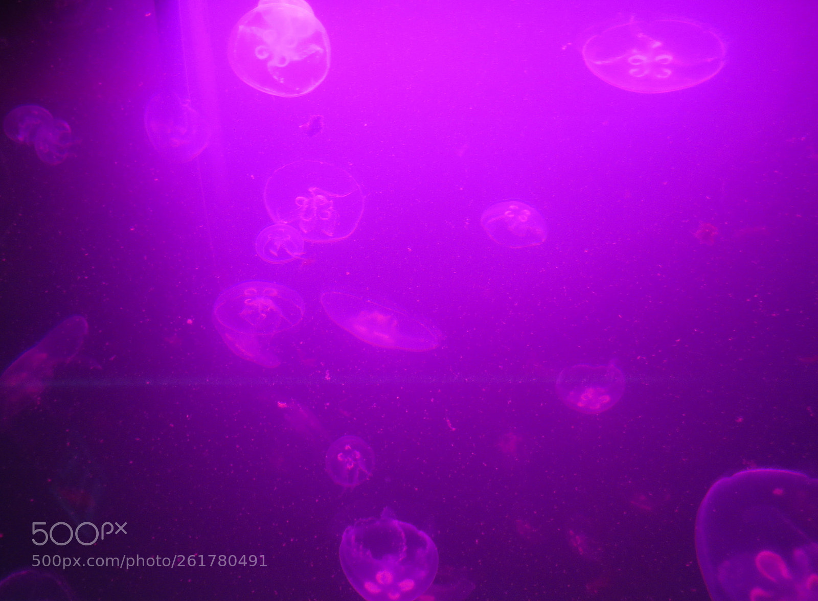 Canon PowerShot ELPH 110HS (PowerShot IXUS 125 HS) sample photo. Jellyfish photography
