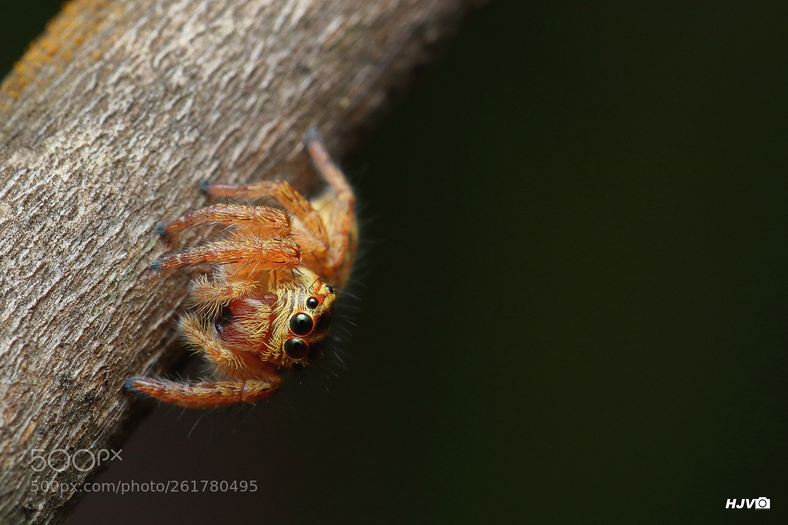 Canon EF 100mm F2.8L Macro IS USM sample photo. Cute jumper! photography