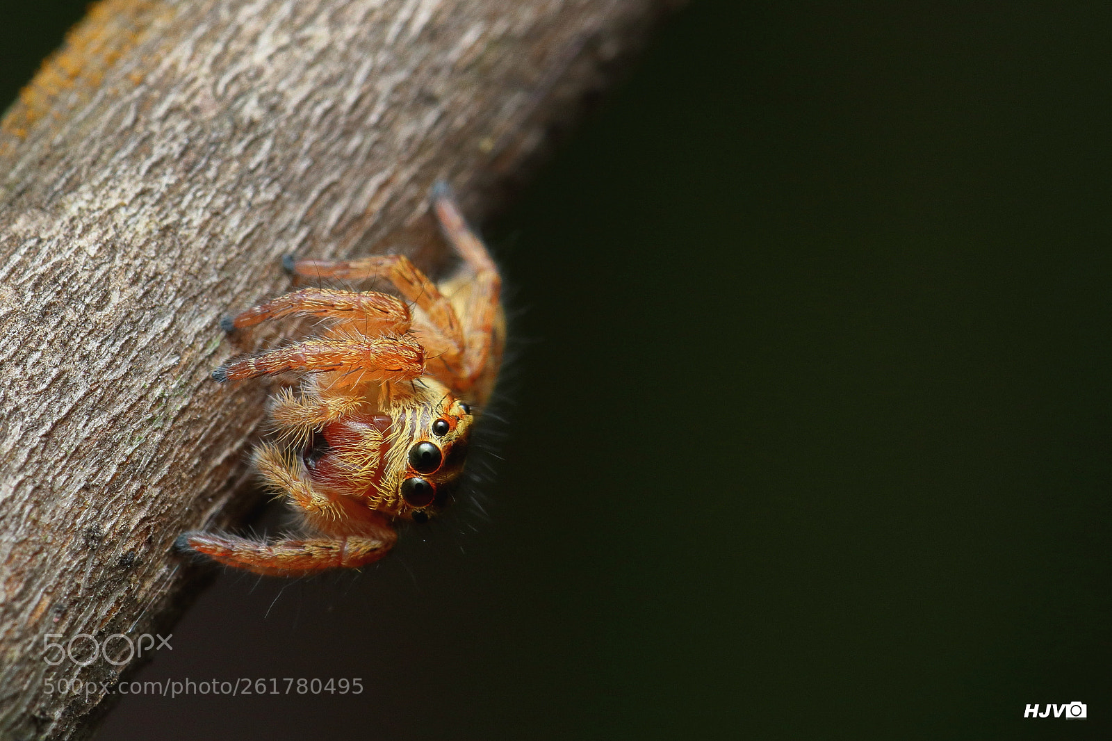 Canon EOS 80D + Canon EF 100mm F2.8L Macro IS USM sample photo. Cute jumper! photography