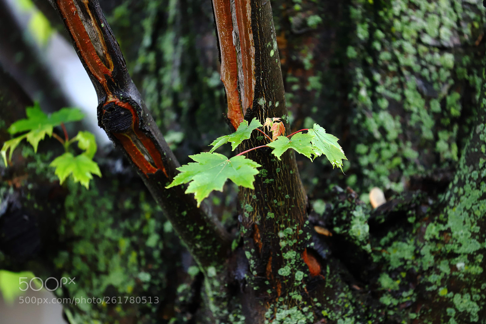 Canon EOS 6D Mark II sample photo. Spring sprout photography