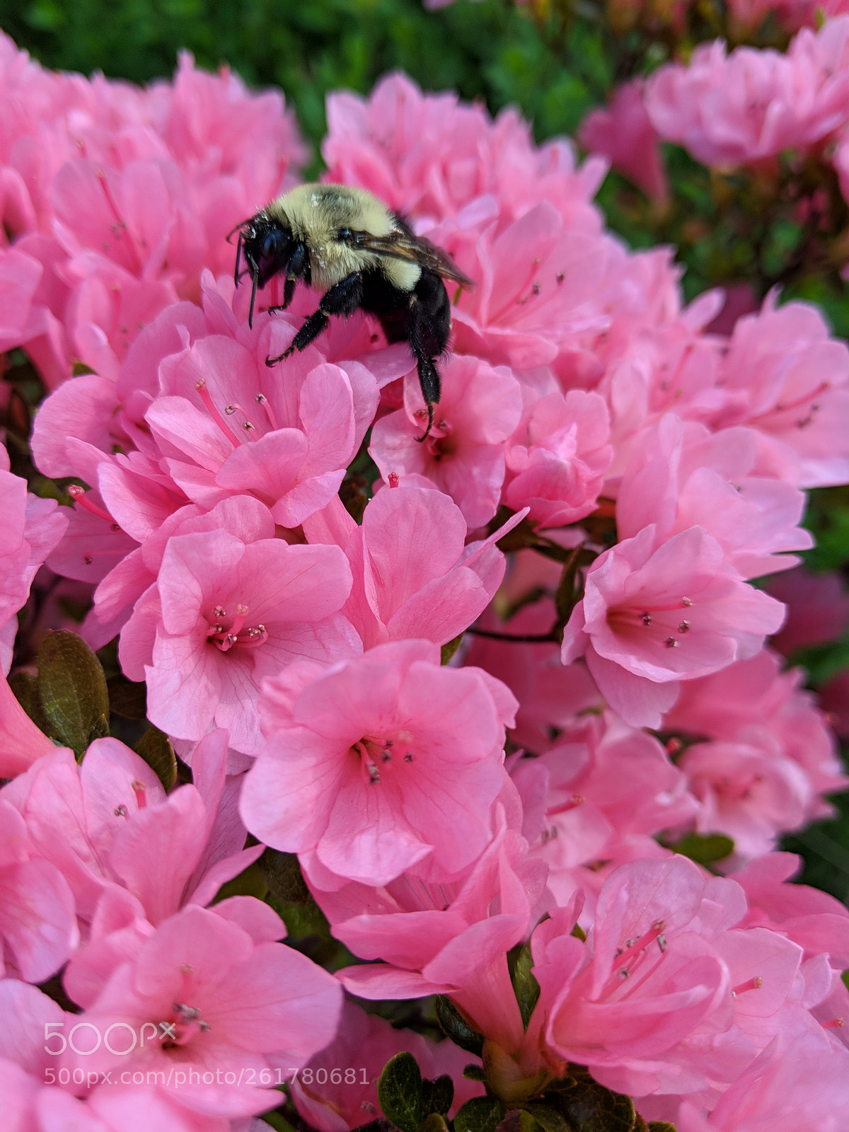 Google Pixel 2 XL sample photo. Buzzy azalea photography