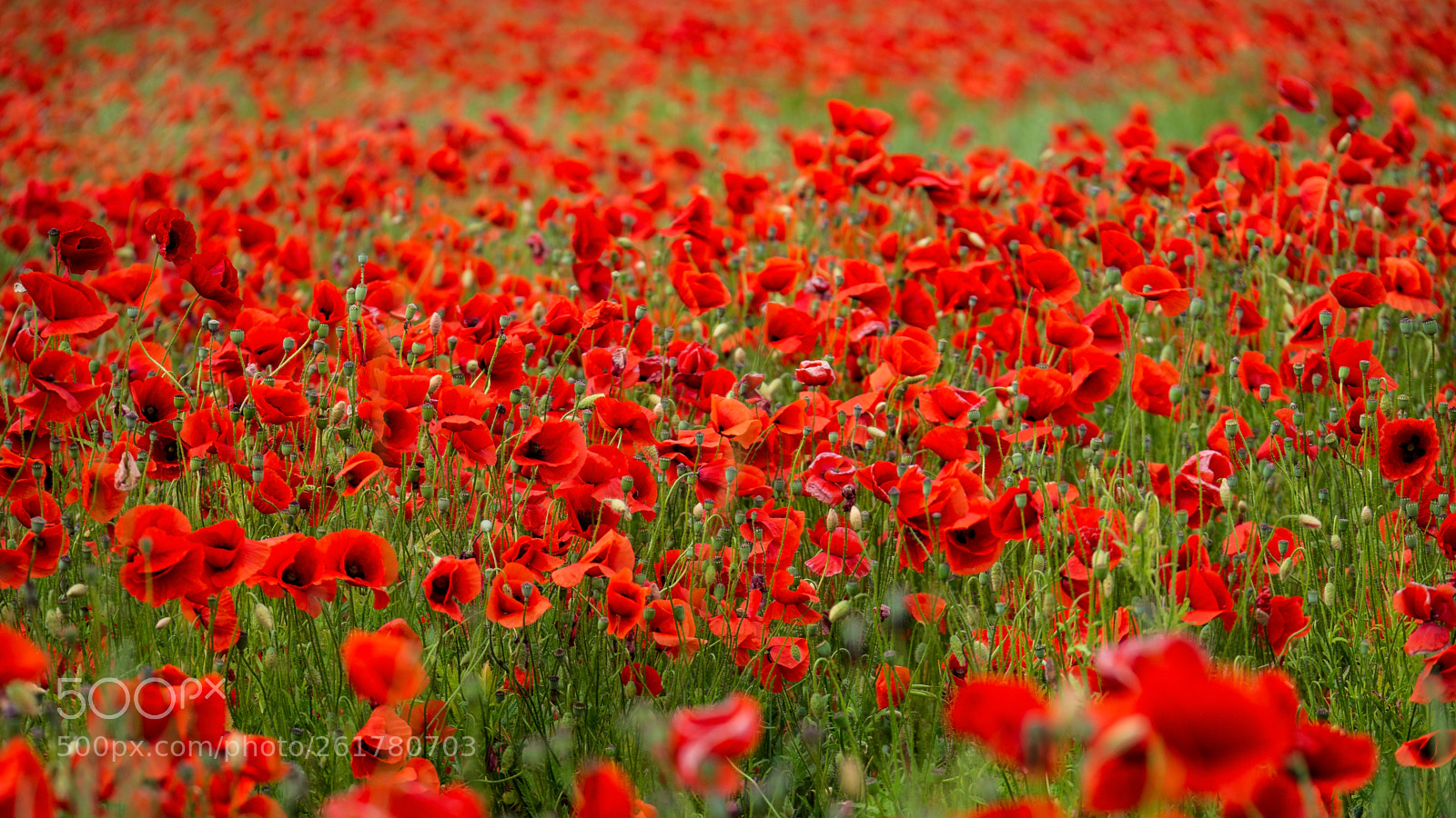 Panasonic Lumix DMC-G3 sample photo. Voll-mohn photography