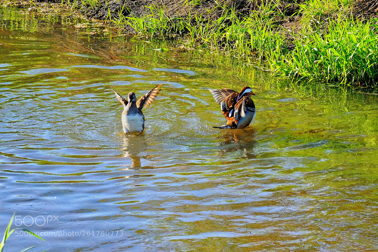 Nikon D3300 sample photo. Ducks photography
