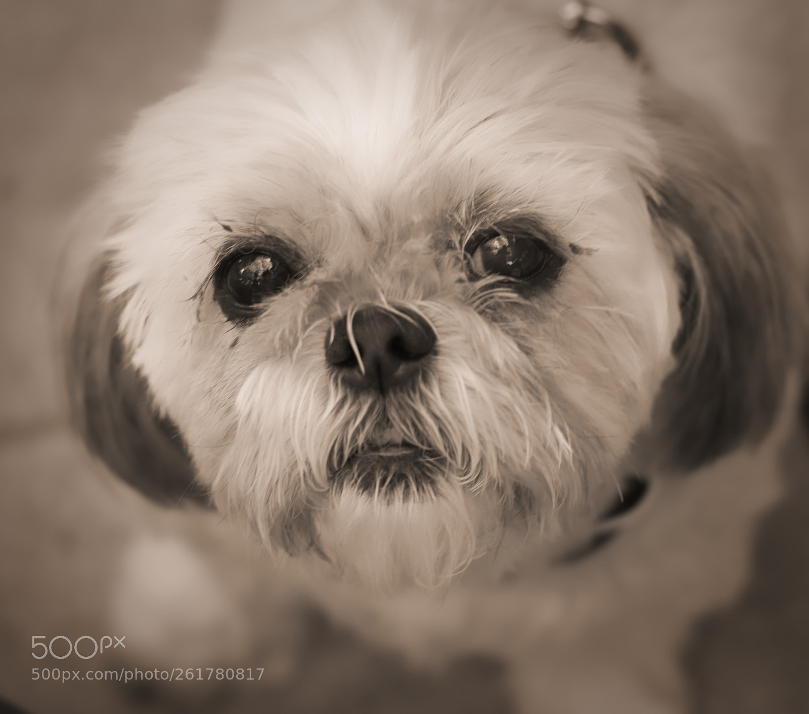 Olympus OM-D E-M1 Mark II sample photo. Shih tzu portrait photography