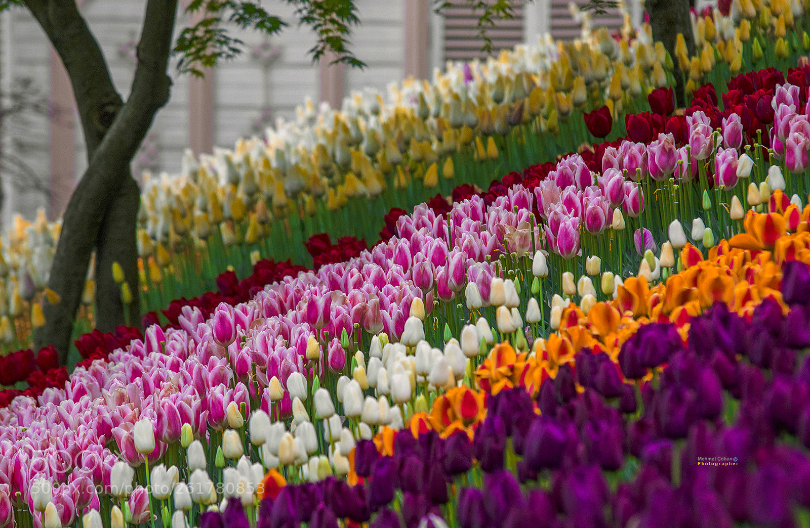 Pentax K-3 II sample photo. Tulip garden photography