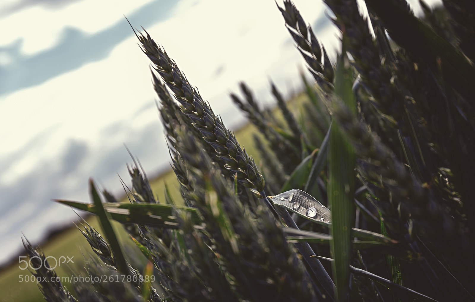 Canon EOS 6D sample photo. Cornfield ii photography