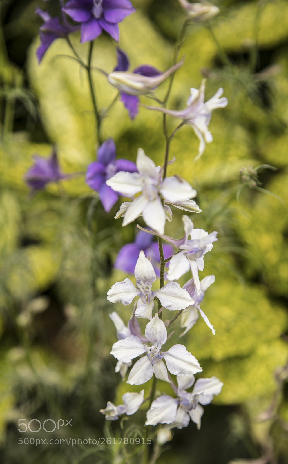 Canon EOS 6D Mark II sample photo. Flowers in the garden photography