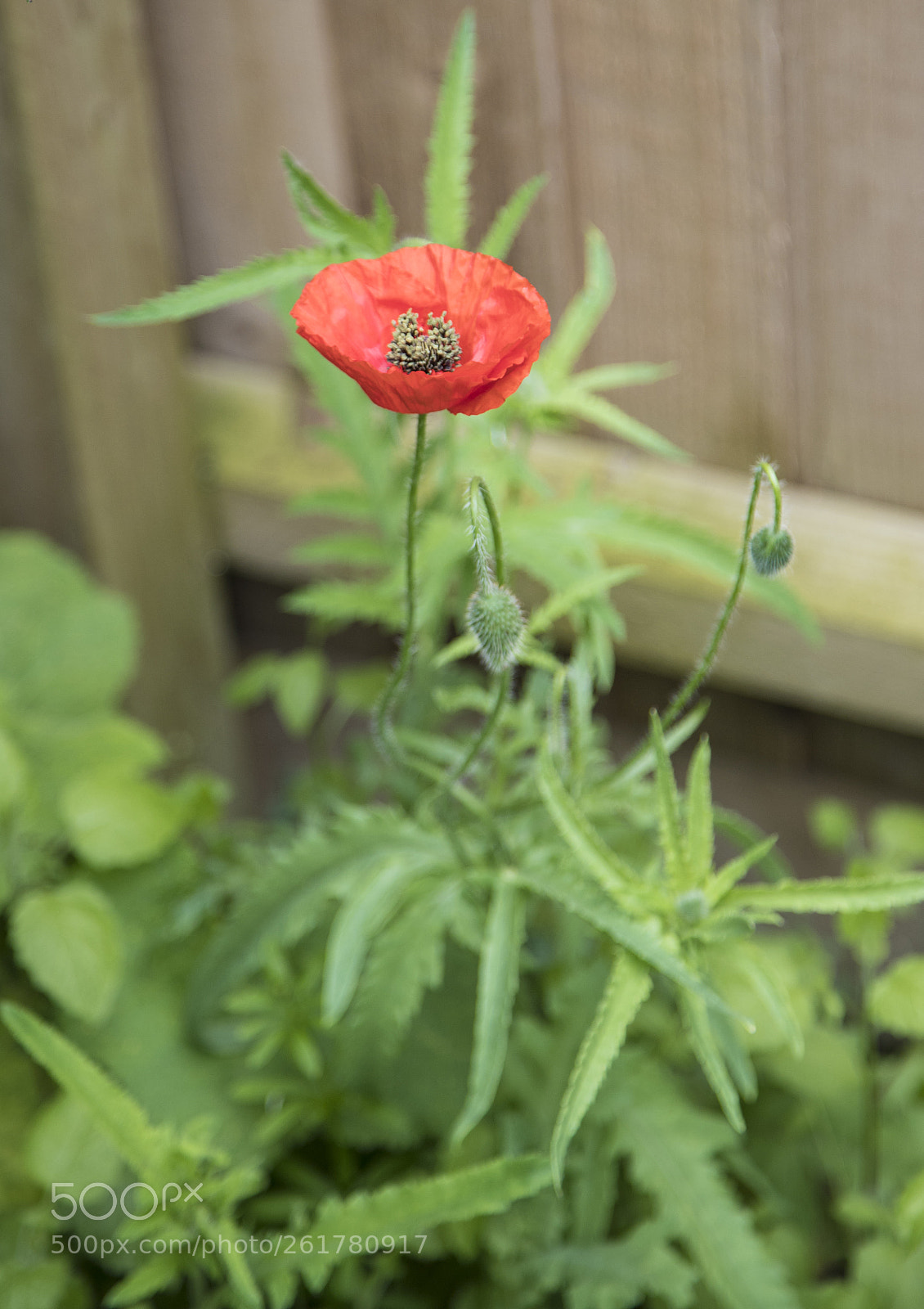 Canon EOS 6D Mark II sample photo. Flowers in the garden photography