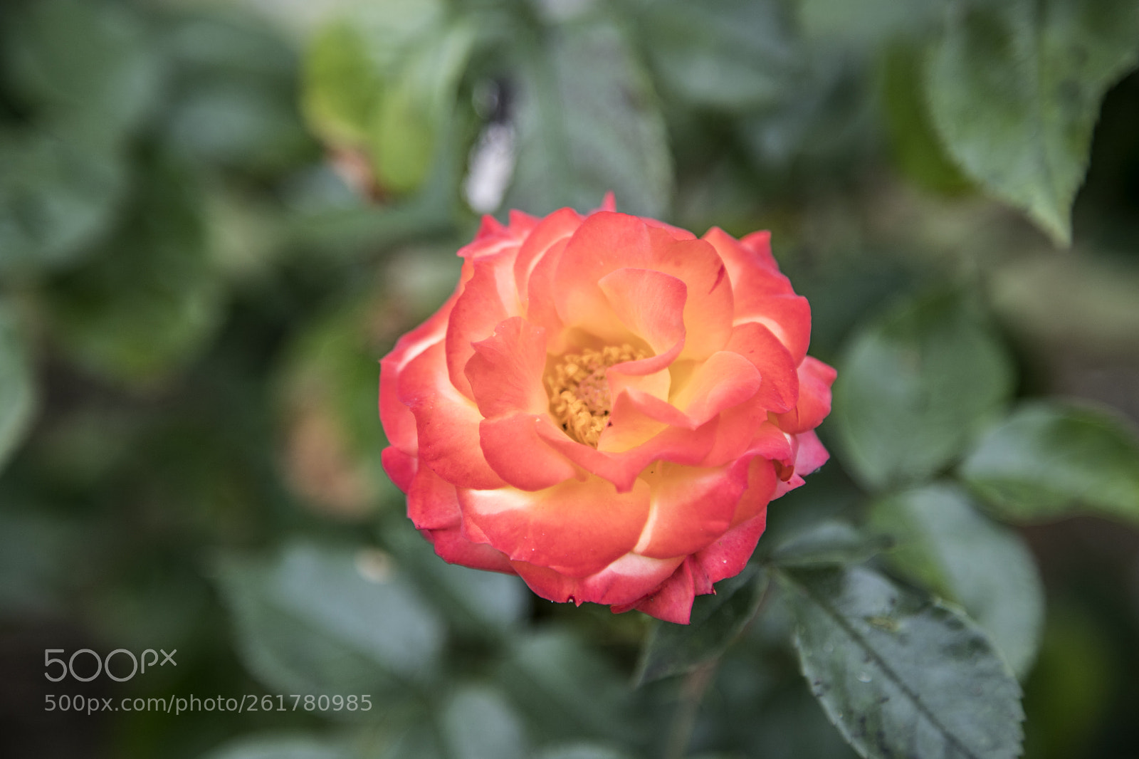Canon EOS 6D Mark II sample photo. Flowers in the garden photography
