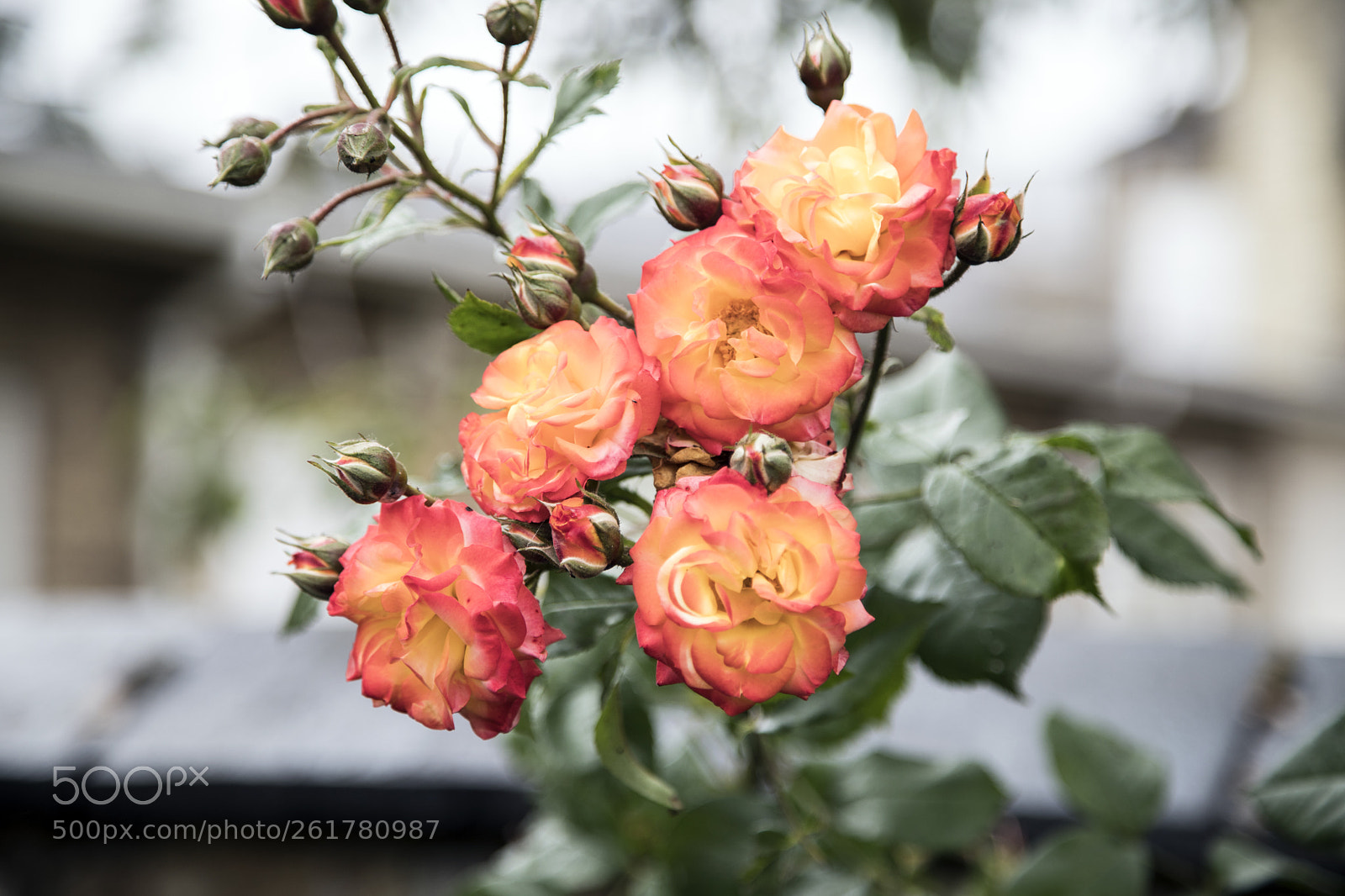 Canon EOS 6D Mark II sample photo. Flowers in the garden photography