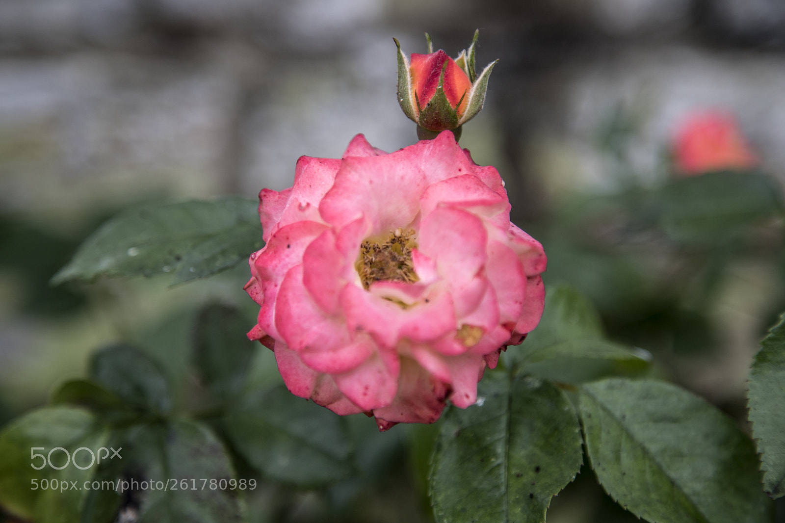 Canon EOS 6D Mark II sample photo. Flowers in the garden photography