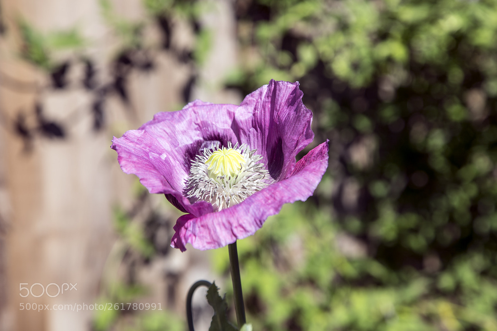 Canon EOS 6D Mark II sample photo. Flowers in the garden photography