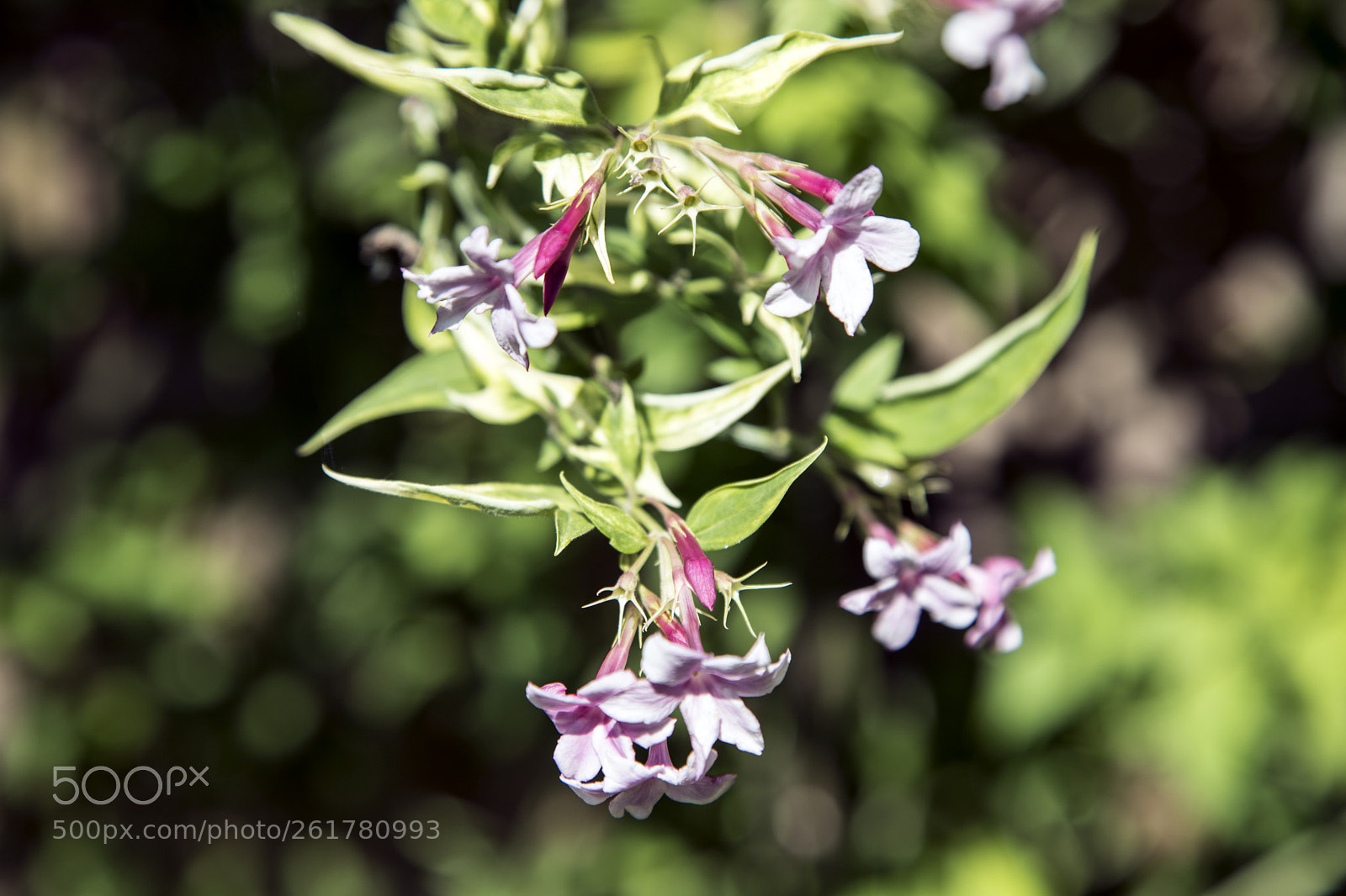 Canon EOS 6D Mark II sample photo. Flowers in the garden photography