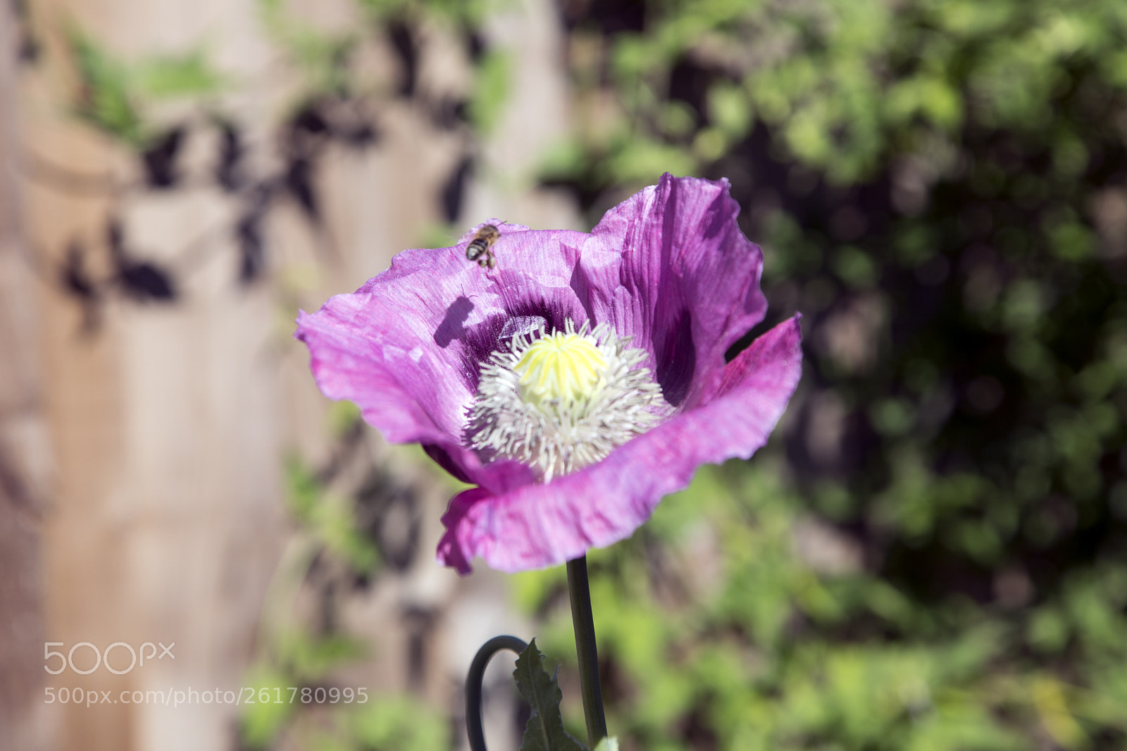 Canon EOS 6D Mark II sample photo. Flowers in the garden photography