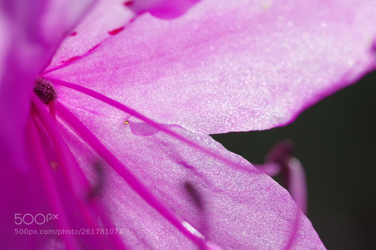 Pentax K-3 II sample photo. Fresh cells photography