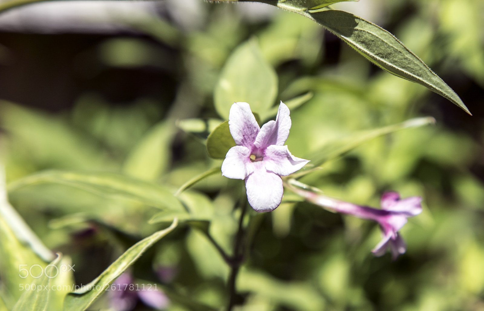 Canon EOS 6D Mark II sample photo. Flowers in the garden photography