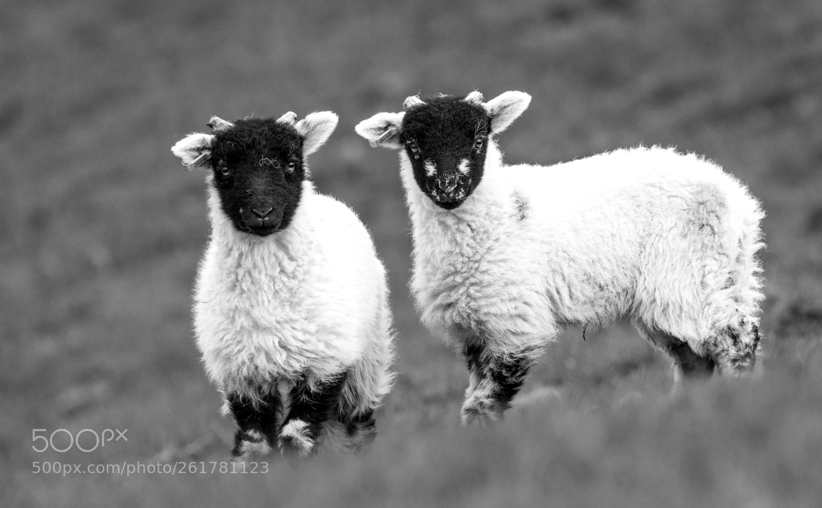 Nikon D3300 sample photo. Curious siblings photography