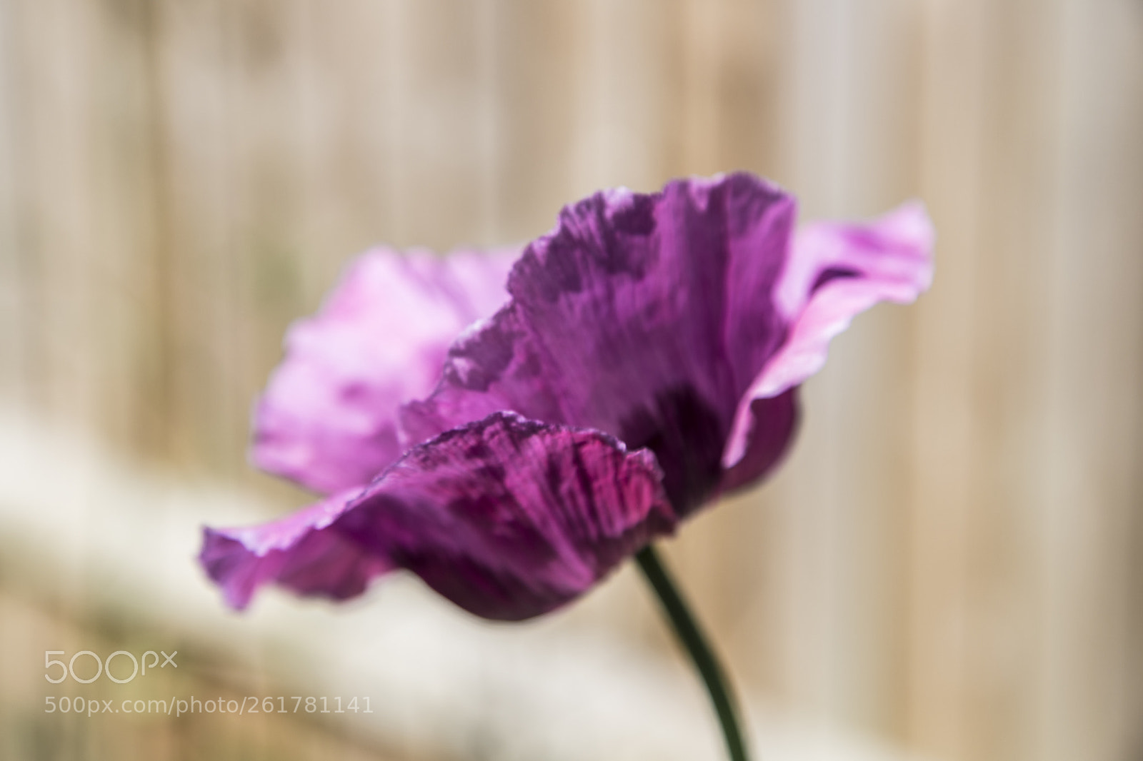Canon EOS 6D Mark II sample photo. Flowers in the garden photography