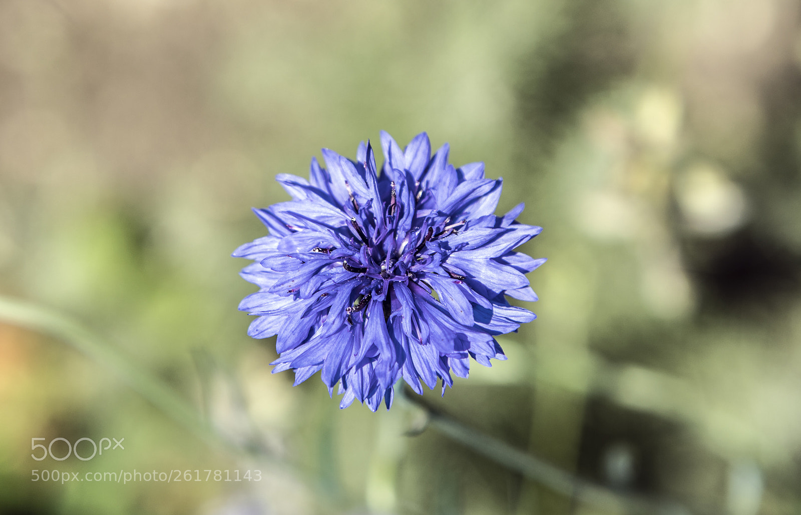 Canon EOS 6D Mark II sample photo. Flowers in the garden photography