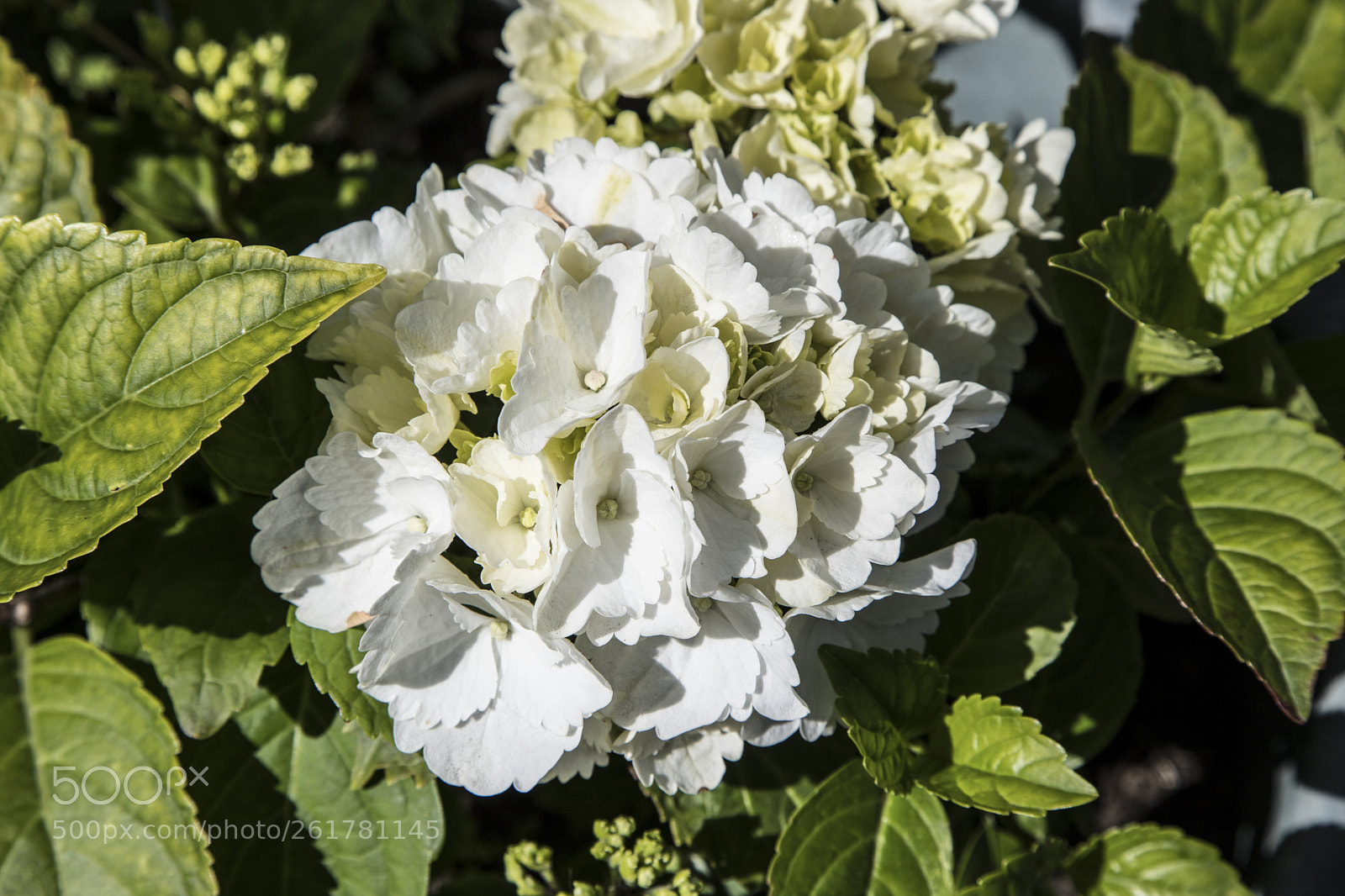 Canon EOS 6D Mark II sample photo. Flowers in the garden photography