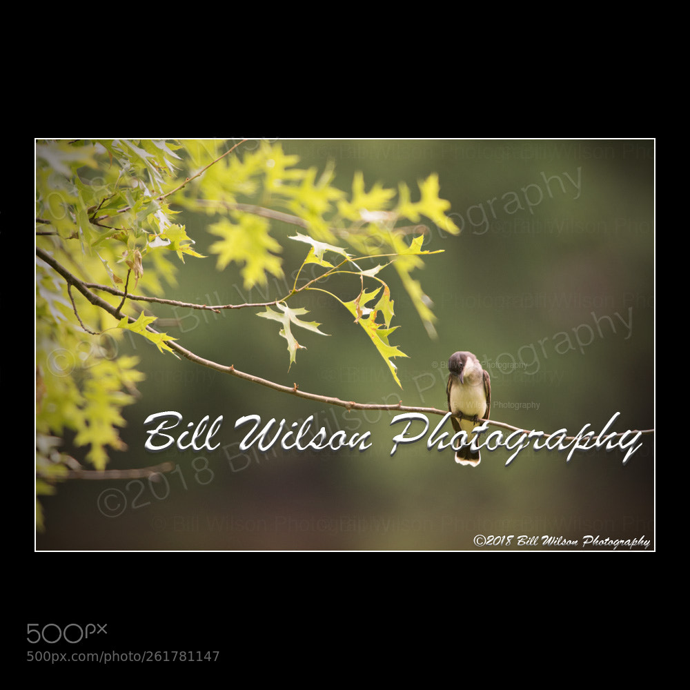Nikon D500 sample photo. Eastern kingbird photography