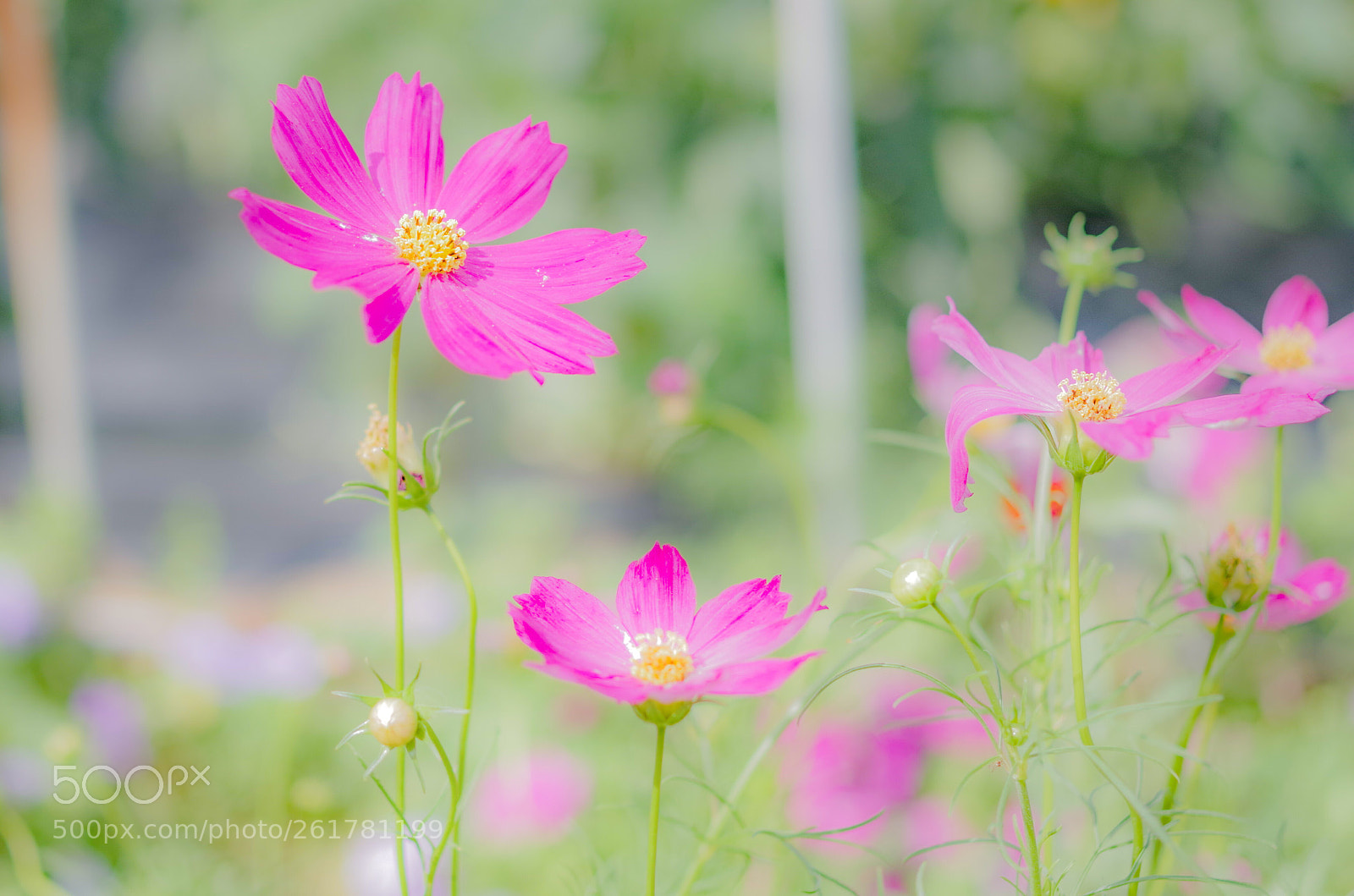 Pentax K-S2 sample photo. Out of season photography