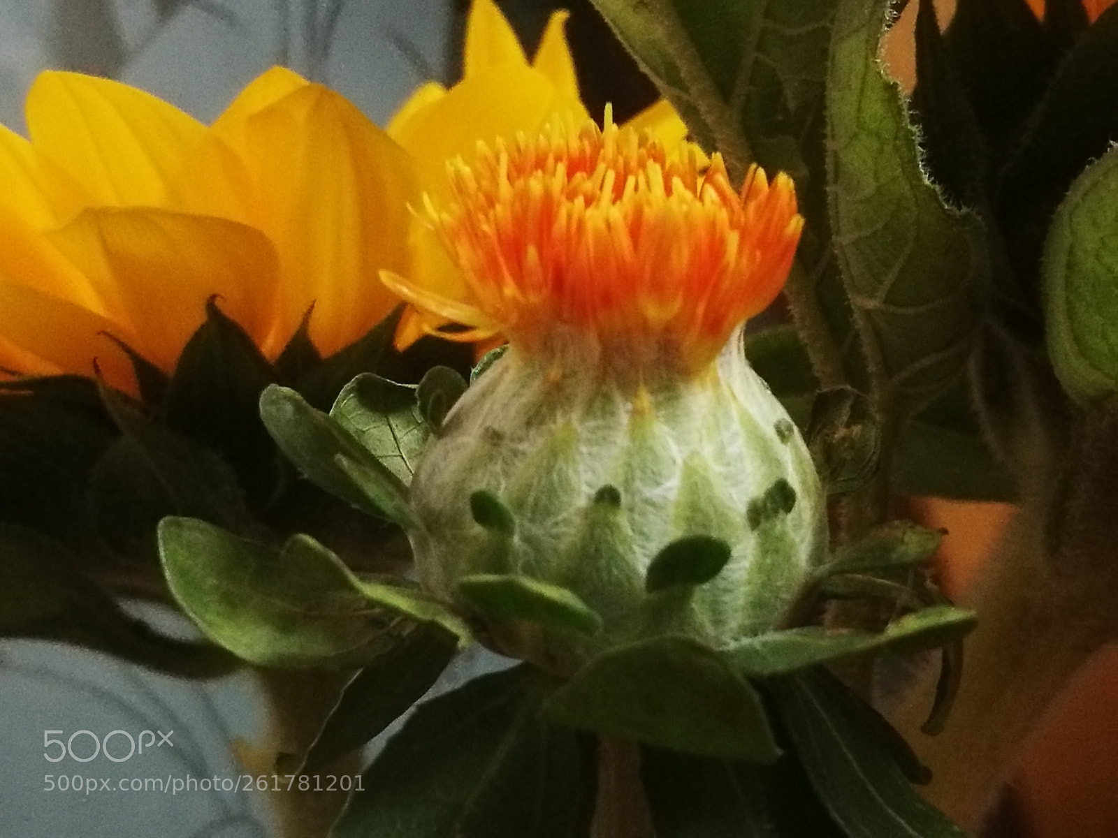 HUAWEI P9 sample photo. Spark photography