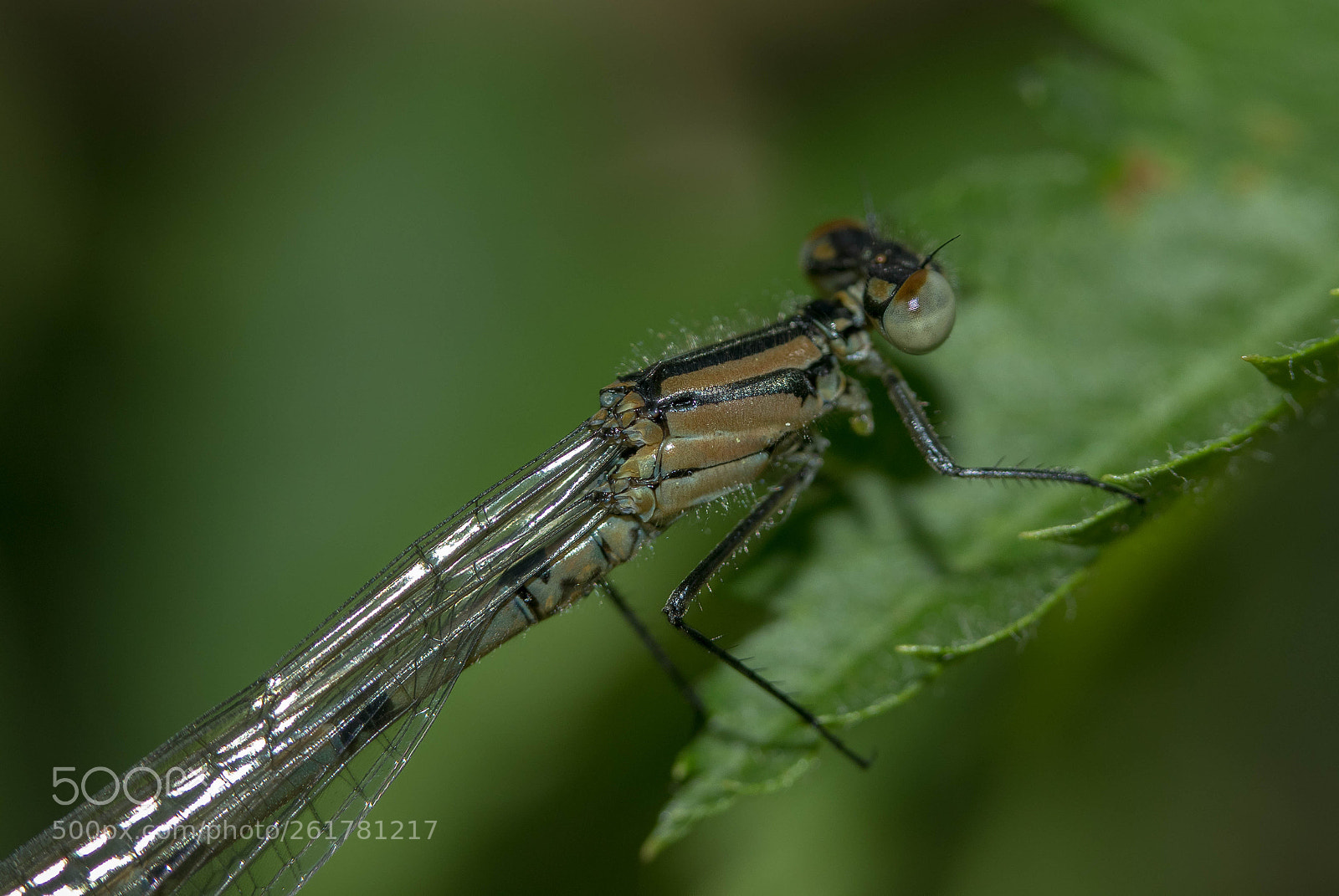 Canon EOS 80D sample photo. Dragonfly photography